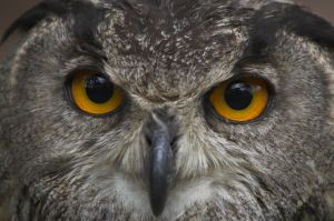 owl_eyes.jpg
