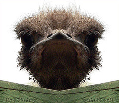 ostrich.jpg