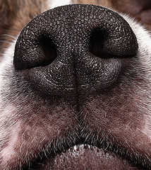 dog-nose